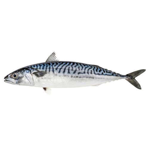 Mackerel Fish – Luzisha International